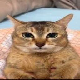 Coin image for HiR73MGyBDTJBivKUSd4PJcMTp4YjntfhAvvGJdXpump