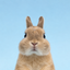 Coin image for Hibgp1ATNZBohk8bvVzx2fMd4ZrPAXShGGv2JnN2pump