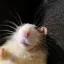 Coin image for HprueYwgShJ6ZamByAxGnfbnop3tbVp4qag9qieupump