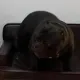 Coin image for Hz5VfF6AdBeG4LygemrMerKDUhb3AFHqAnNkPvxipump