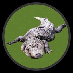 Coin image for J4BdWiM4oV9b4AL4Mz4wY2zTditgfModeTTM9M2isrdU