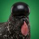 Coin image for JDgiVH6pEgtRSxfmYwuTQAx5np6FuRbrrqcg8VDSbX9u