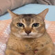 Coin image for MsGDybWRSNdNXkdDZhEksgzugT5CbVWUG2wkhwgpump