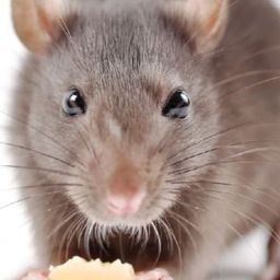 Coin image for QJsdcaKPrbT6d9u82uhVXbjkCYu6FB33SFQ9hWWpump