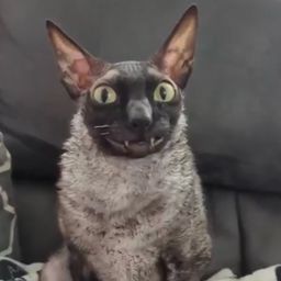 Coin image for QLBMwpqEEfR41yJPkr6sZKo8CvekSKGuNj2b4Fipump