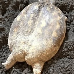 Coin image for SmkyL9noUYaZTcuk7bTgNzLvSyFoDnMBkgxRBVRpump