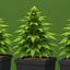 Coin image for WEEDcE3mXuVbBCRPryiJk8mSzrNZZn33CaphJHYqG49