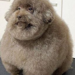 Coin image for ZwVbaDmLzqRPZgvmrgNWu2zGvJRYhvogWsciW3Apump