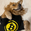 Coin image for bfTHwXHeTMiv7eXMFkHR9ZuajvFNWVzpxMYM487pump