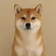 Coin image for caSYqBVEGAbaCzpyfRUd2TT7wncBE1oW9DfG2ooqmH8
