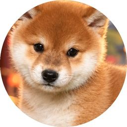 Coin image for czqfPyT7FEn8w78TArpZKehfg3TLyGmueJu8rdGpump