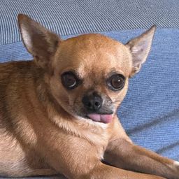 Coin image for fyq9kjeWNnvq4Me9c2X8u4SZSndLwSob1ioas5Npump