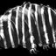 Coin image for juZHFQg4NCzCkuTU5ZG9eHnUmELtLkWEpwdp86Xpump