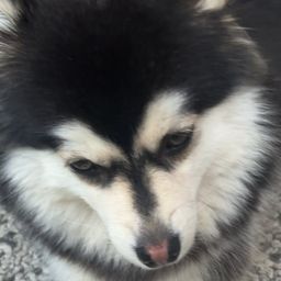 doge